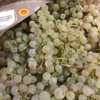 Raisin Chasselas AOP Moissac