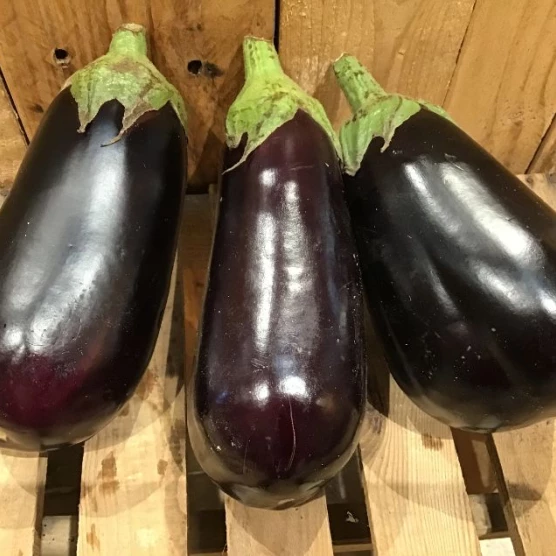 Aubergine 