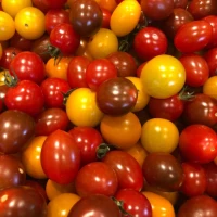 Tomate cerise tutti