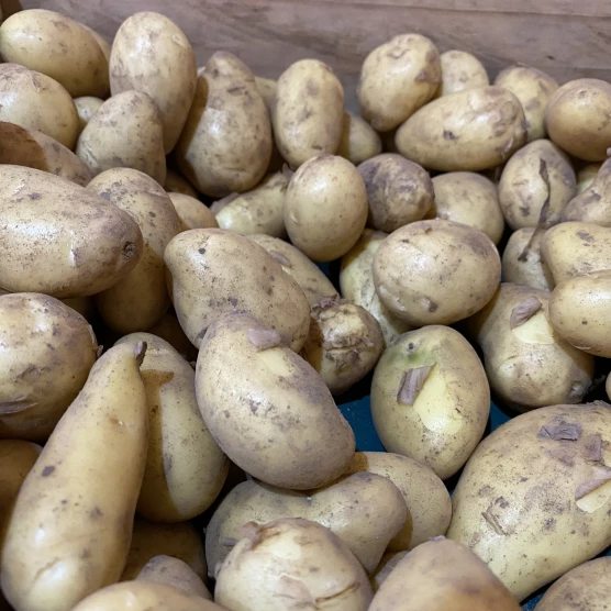 Pommes de Terre Nouvelles Bio